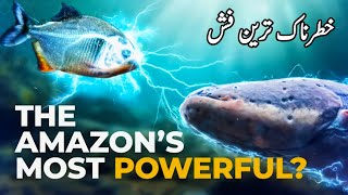 Shocking Facts About Electric EelsDangerous and Mysterious Creature Electric Eel7R Speaks [upl. by Mellie]