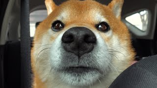 柴犬ハチ‥病院を前に犬語で限界を伝えてしまう。 [upl. by Ellenet]