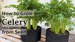 How to Grow Celery from Seed in Containers and Raised Beds  From Seed to Harvest [upl. by Asamot2]