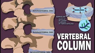 VERTEBRAL COLUMN ANATOMY 12 [upl. by Eng]