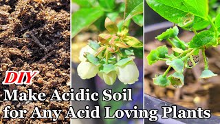 DIY How to Make Your Own Acidic Soil for Any Acid Loving Plants  How to Repot Blueberry 蓝莓酸性土壤 [upl. by Hsetim]