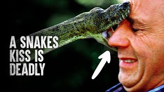 6 Snake Attacks You Wish you Never Saw [upl. by Homerus360]