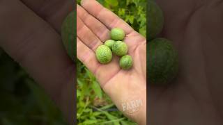 Cucamelons are tiny grapesized fruits that taste like cucumbers with a light hint of sourness [upl. by Rodrigo]