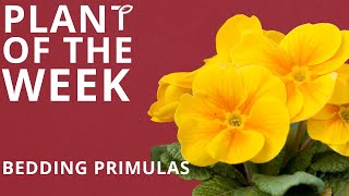 Plant of the Week  Bedding Primulas [upl. by Naitsabes]