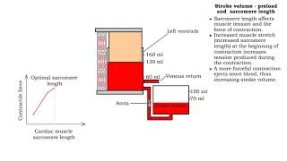 Stroke volume  preload sarcomere length and Frank Starling law [upl. by Westlund]