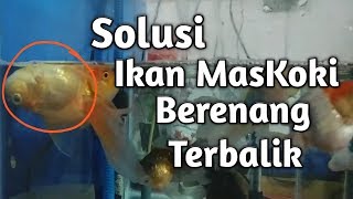 Mengenal dan Mengatasi IkanMasKoki Berenang Terbalik [upl. by Schlessinger]