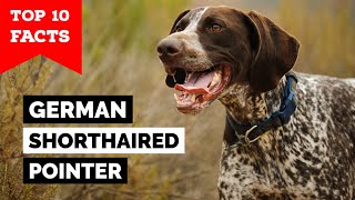 ALL ABOUT GERMAN SHORTHAIRED POINTERS VERSATILE HUNTER [upl. by Jabin456]