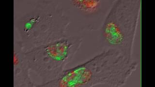 The Chlamydia trachomatis Protein CpoS Counteracts Cellular Surveillance and Suicide Programs [upl. by Hsirahc]