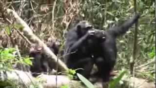 Chimp farts Two in Kibale Uganda [upl. by Melas]