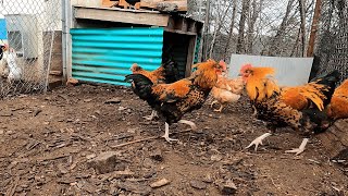 Young Cockerel Roosters Play Fighting With Each Other [upl. by Noslien662]