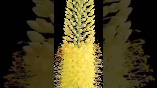 PAGODA FLOWER Every 400years once grown in Tibet shorts trending viralvideo [upl. by Yerok611]