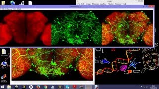 Confocal image processing using Image J [upl. by Aisanahta]