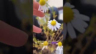 How To Grow Chamomile Flowers And Brew Your Own Tea🌱 [upl. by My]