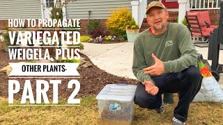 How to Propagate Variegated Weigela Plus Tips for Garden Success [upl. by Enilarac]