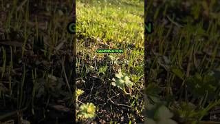 Grass Seed Germination on Renovation Lawn [upl. by Sadick135]