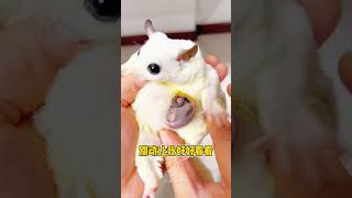 Baby Sugar Glider In Mothers Pouch ❤️❤️ shorts sugarglidercare [upl. by Anastice]