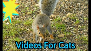 🔴Cat TV Videos For Cats amp Dogs Home Alone  Calming Nature Sounds for Anxious Pets [upl. by Knowles]