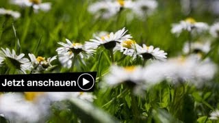 FOTOGRAFIEREN IM FRÜHLING TUTORIAL  TIPPS amp TRICKS [upl. by Gnoh119]