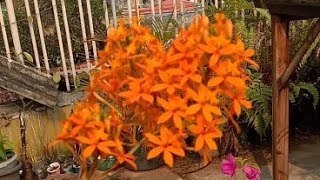 Epidendrum radicans orange [upl. by Norad730]