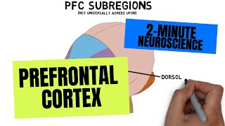 2Minute Neuroscience Prefrontal Cortex [upl. by Anyehs]