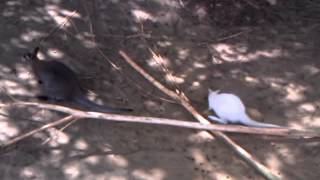 Albino Bennetwallabie  Albino Rednecked wallaby Olmense Zoo [upl. by Martyn865]