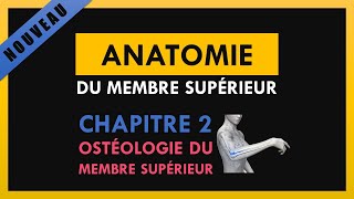 Anatomie Du Membre Supérieur  Chapitre 2  Ostéologie du membre supérieur [upl. by Gilberta]