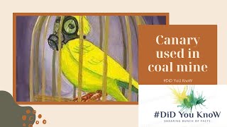 DiD YoU KnoW Canary bird  Canary bird used in mines  The bird who detect toxic gases [upl. by Muller]