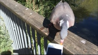 Wild wood pigeon tries to eat my iPhone [upl. by Yehc]