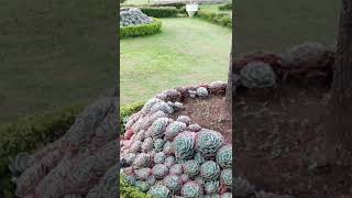 Echeveria succulent landscape garden echeveria succulents [upl. by Acassej]