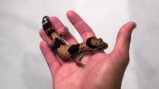 Normal Fat Tail Gecko Morph explained by CBReptilecom [upl. by Albers329]