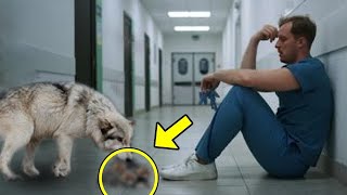 Whimpering wolf left the lifeless creature at the doctors feet then a true miracle happened [upl. by Assille]