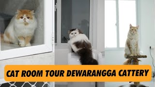 Cat Room Tour Dewarangga Cattery PART 1 Shorts [upl. by Ohs]