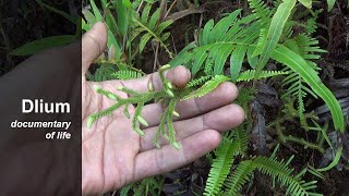 Nodding clubmoss Lycopodiella cernua [upl. by O'Brien252]