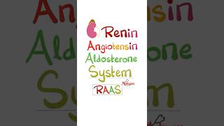 Renin Angiotensin Aldosterone System RAAS anatomy physiology biology nurse doctor mbbs [upl. by Yrek]