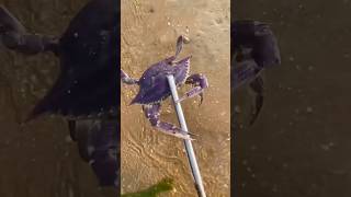 Catch Squid fish shrimp with Hunting sea crab the beach shorts seafood beach [upl. by Marrin]