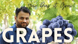 Most Awaited Video  अगर ये Steps नहीं किए तो अँगूर नहीं उगा पाओग़े  A 2 Z Grapes Farming [upl. by Hamrah118]