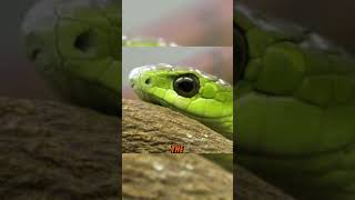 The Deadliest Snakes in the World and Their Lethal Bites  Boomslang Part02 [upl. by Eidnas]