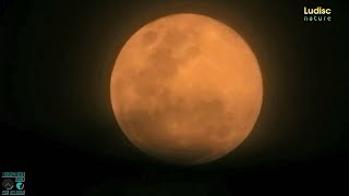 Live Bulan Purnama  Full Moon  Beaver Moon [upl. by Jody]