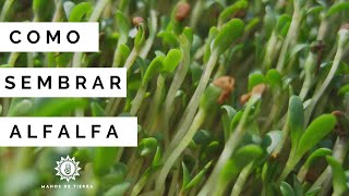 Como Sembrar ALFALFA En Maceta germinar alfalfamanos de tierra [upl. by Carl]