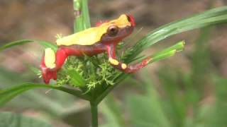 Variable Clown Treefrog Dendropsophus triangulum [upl. by Naitsirhk]