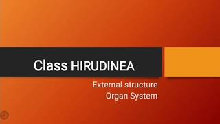 Class Hirudinea  Phylum Annelida  Leeches [upl. by Powers524]