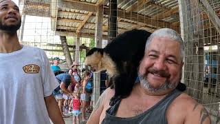 Monkey Hangout Roatan Honduras 2022 [upl. by Aleemaj]