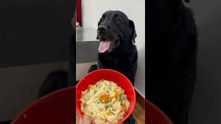 Best Healthy Food Recipe For My Dog doglover lucky [upl. by Annelak350]