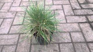 Festuca Glauca [upl. by Duahsar81]