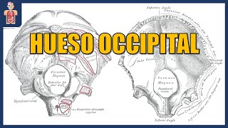 ANATOMÍA  HUESO OCCIPITAL CARAS BORDES ÁNGULOS HUESO EPACTAL [upl. by Lejna]