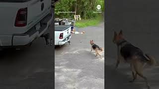 Bear chases dog down driveway [upl. by Yarised]