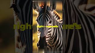 Zebra Stripes Natures Barcode penguinlife penguinisland [upl. by Akayas]