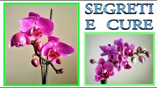 ORCHIDEA tutti i trucchi ed i segreti per curarla farla fiorire e riprodurre orchidee phalenopsis [upl. by Aiet169]