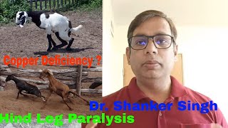 Posterior Paralysis Goats  Enzootic Ataxia  Copper Deficiency [upl. by Aecila]