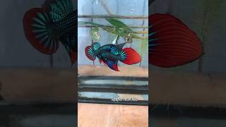 wild beauty betta imbellis🐠🙀🤩bettafishtank betta wildbetta [upl. by Ier]